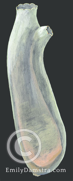 Vase tunicate illustration Ciona intestinalis