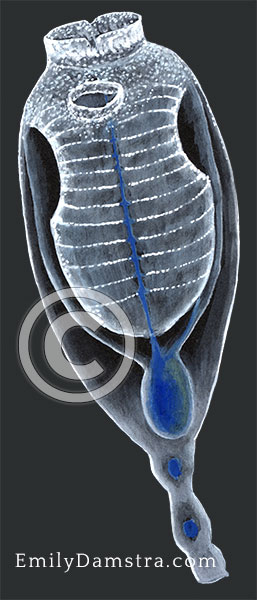 Blue ascidian illustration Clavelina dellavallei