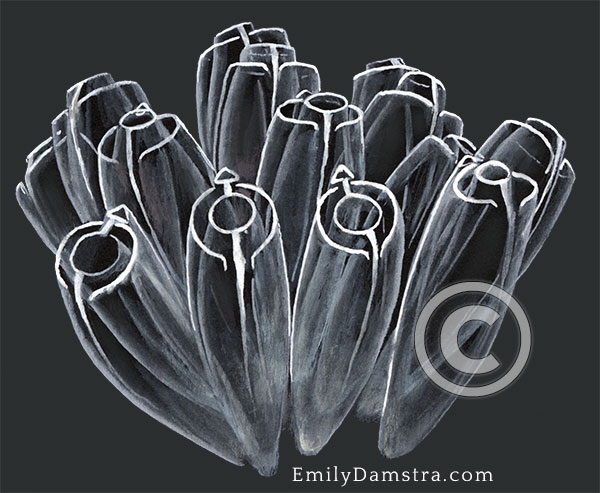 Light-bulb sea squirt illustration Clavelina lepadiformis