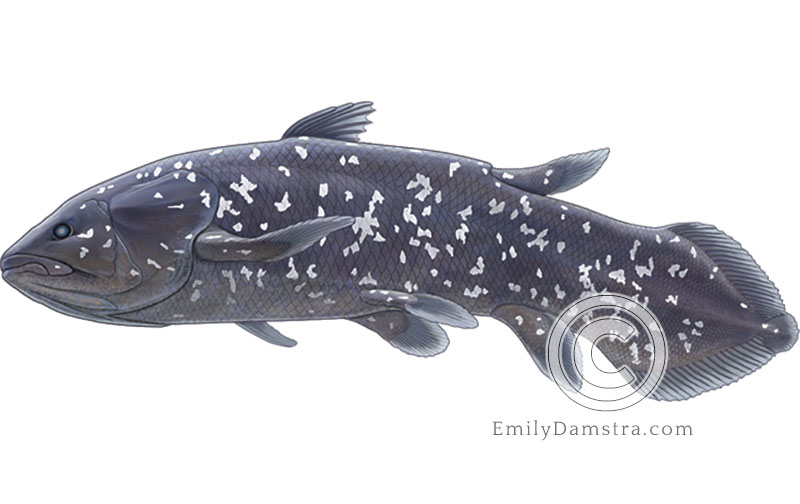 Color illustration of the coelacanth Latimeria chalumnae