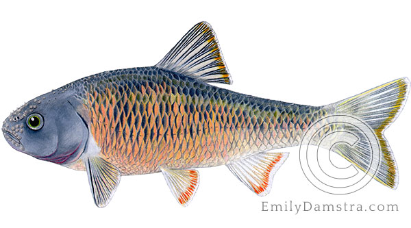 Common shiner Luxilus cornutus illustration