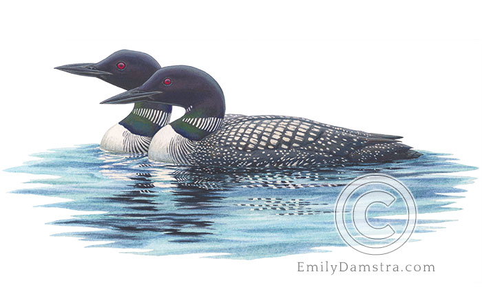 Illustration of a pair of Common loons