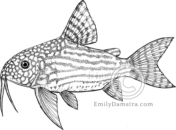 Sterba's corydoras illustration Corydoras sterbai