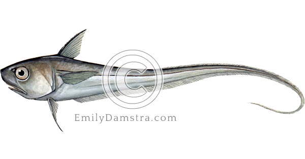 Round nose grenadier illustration Coryphaenoides rupestris