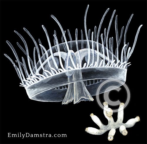 Craspedacusta sowerbii freshwater jellyfish hydromedusa illustration