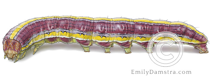 Illustration of the Goldenrod Hooded owlet moth caterpillar (Cucullia asteroides)