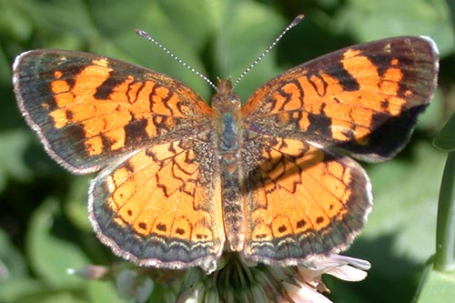 Damstra Pearl crescent