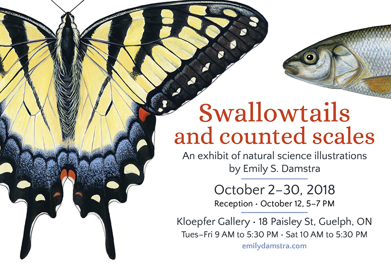 Swallowtails and counted scales exhibit postcard