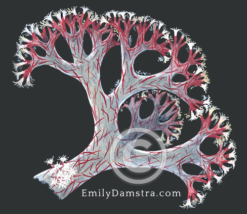 Red Sea soft coral illustration Dendronephthya hemprichi