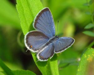Eastern Tailed blue