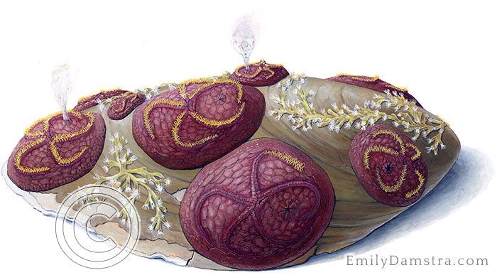 Devonian edrioasteroids and bryozoans on a clam shell Krama devonicum Hederella Grammysia