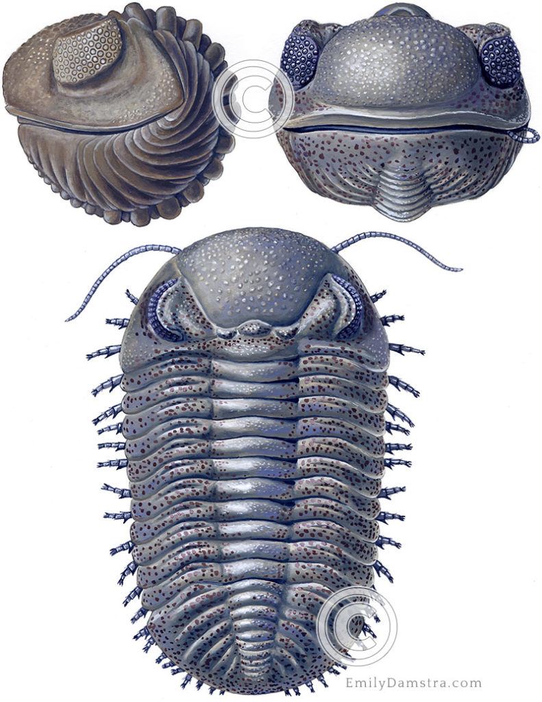 Devonian trilobite Emily S Damstra