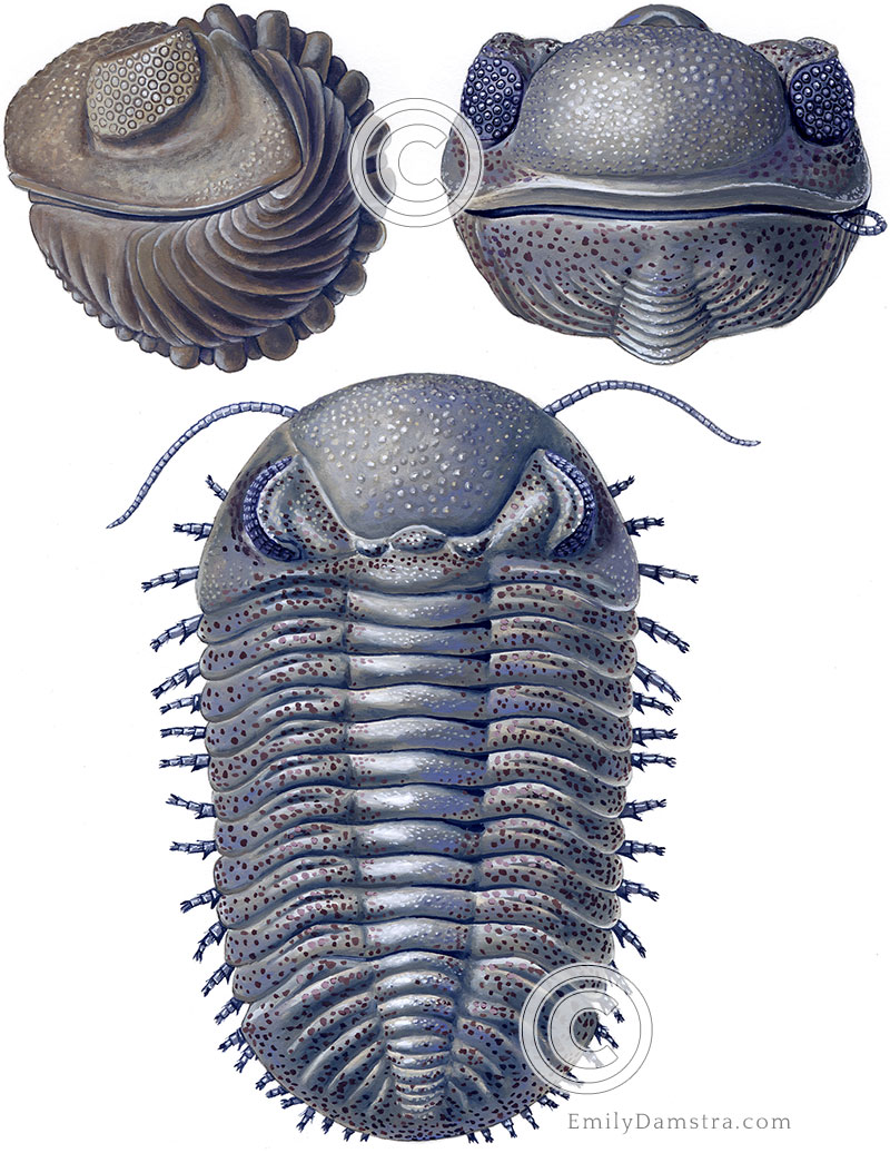 Devonian trilobite reconstruction Eldredgeops (Phacops) rana