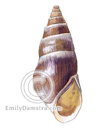 Illustration of the freshwater snail Elimia livescens