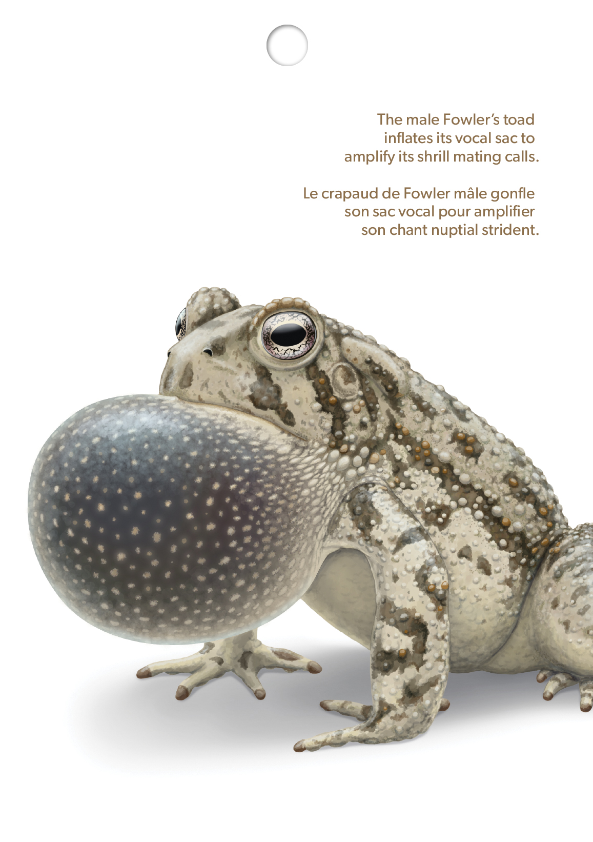 Stamp booklet cover flap featuring illustration of Fowler's toad with inflated throat