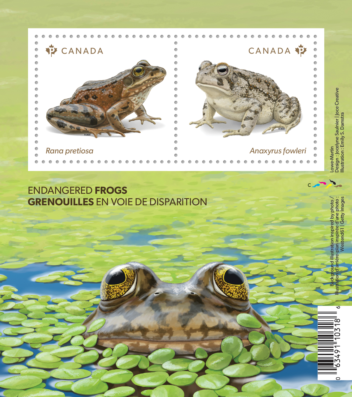 Illustration of frog head poking up through duckweed, along with both stamp images