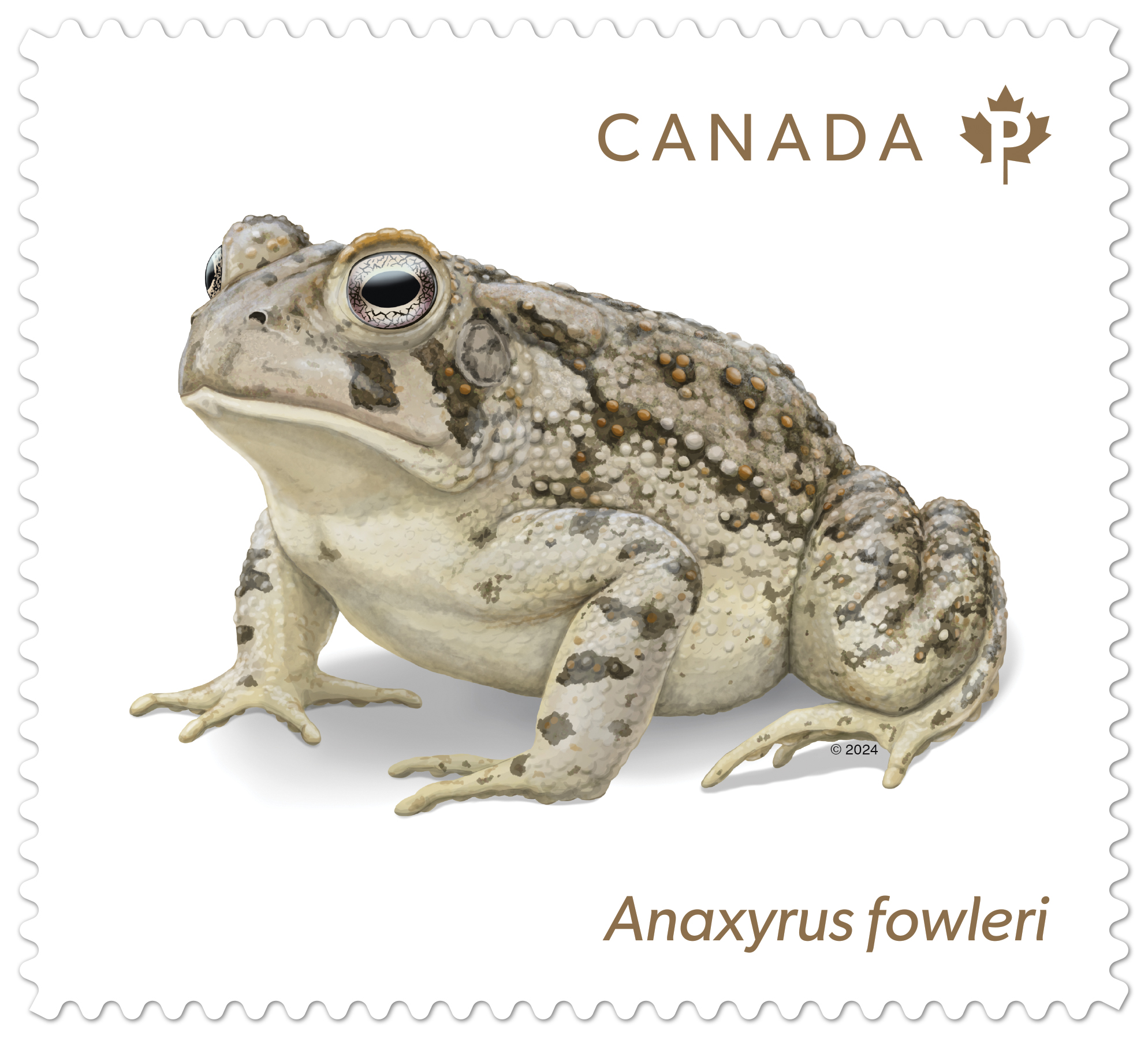 Endangered Frogs Stamp 400P Anaxyrus Fowleri