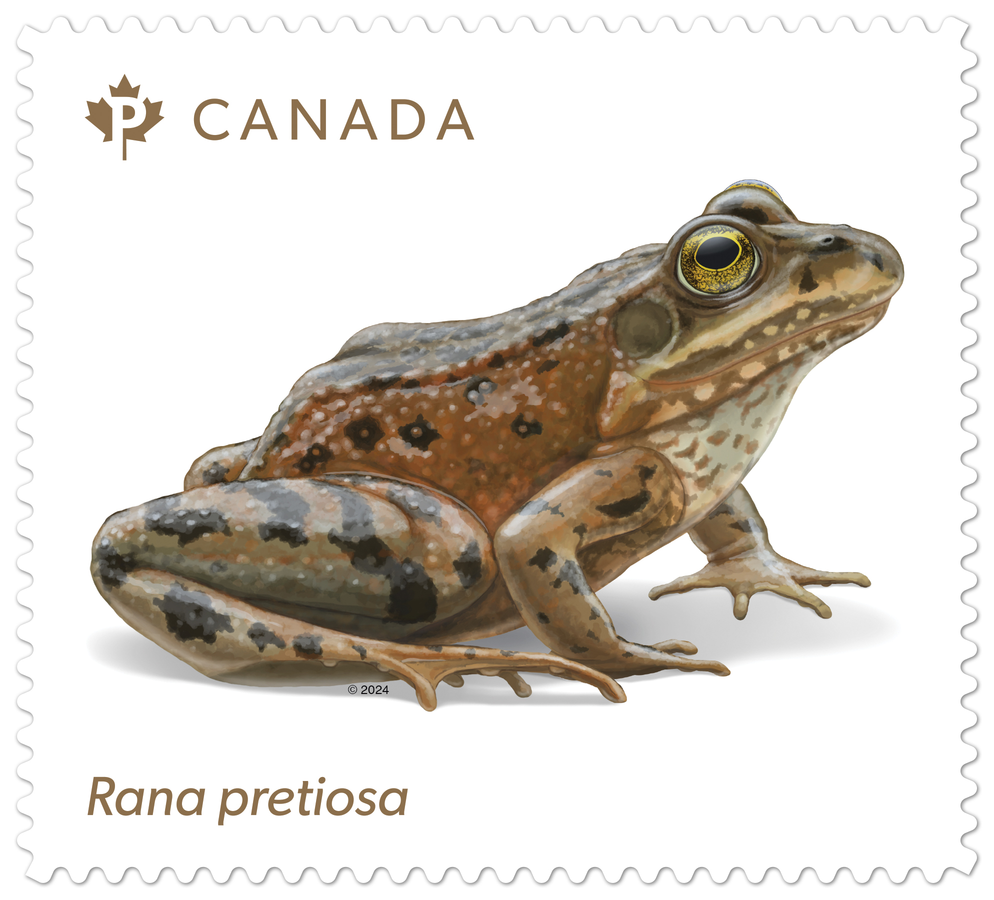 Endangered Frogs Stamp 400P Rana Prestiosa