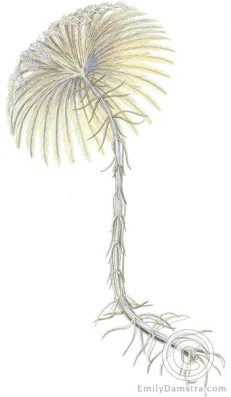 Crinoid illustration Endoxocrinus parrae