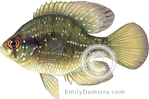 Blue-spotted sunfish illustration Enneacanthus gloriosus