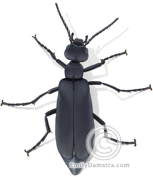 Illustration of Black blister beetle adult (Epicauta pennsylvanica)