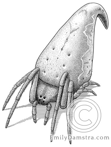 Illustration of The Sorting Hat spider Eriovixia griffindori