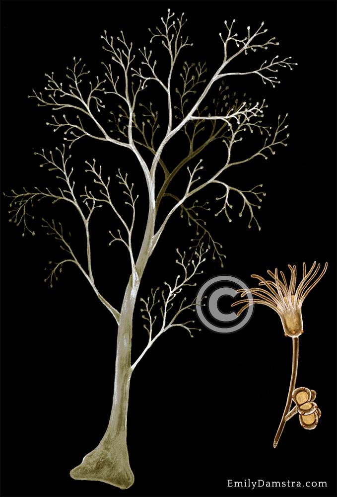 Eudendrium glomeratum illustration