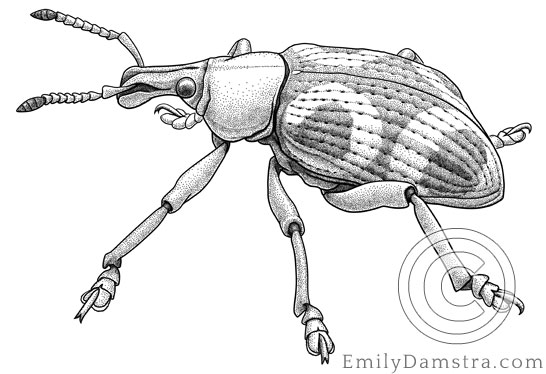 Illustration of Stan Vlasimsky's weevil Eupholus vlasimskii