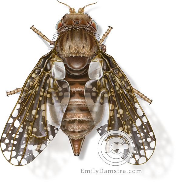 Goldenrod gall fly illustration