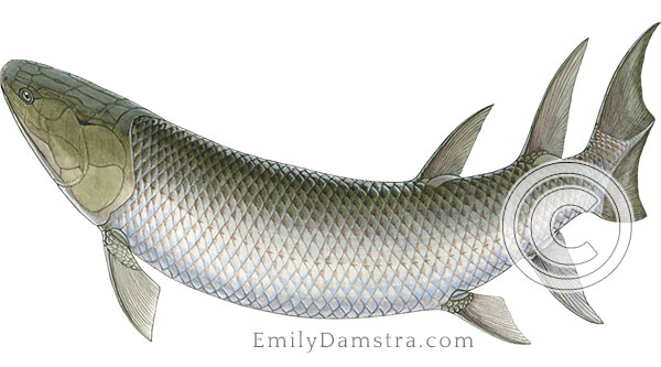 Late Devonian fossil fish illustration Eusthenopteron foordi