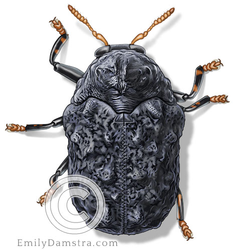 Illustration of warty leaf beetle adult Exema canadensis