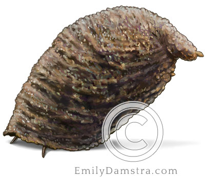 Illustration of warty leaf beetle larva in case (Exema canadensis)