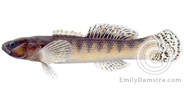 Fantail darter Etheostoma flabellare illustration