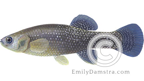 Mummichog illustration Fundulus heteroclitus macrolepidotus