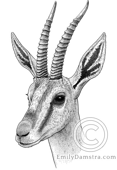 Illustration of Cuvier's gazelle Gazella cuvieri