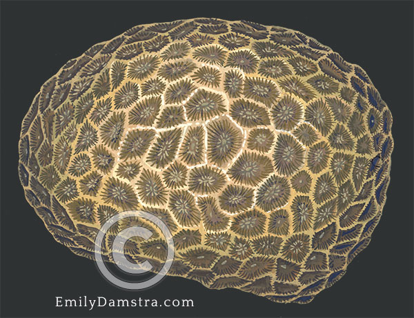 Coelastrea aspera illustration