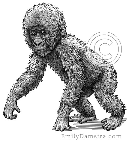 Illustration of juvenile Mountain gorilla Gorilla beringei beringei