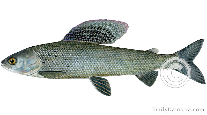 Arctic grayling Thymallus arcticus illustration