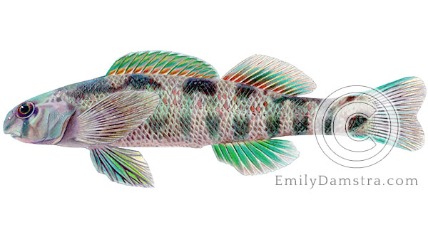 Greenside darter Etheostoma blennioides illustration