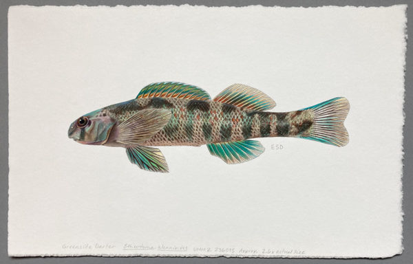 Greenside darter original artwork - Image 2