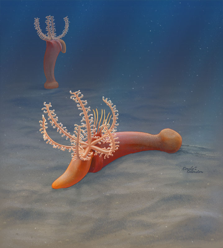 A fossil worm new to science, but half a billion years old 2 Gyaltsenglossus senis Damstra