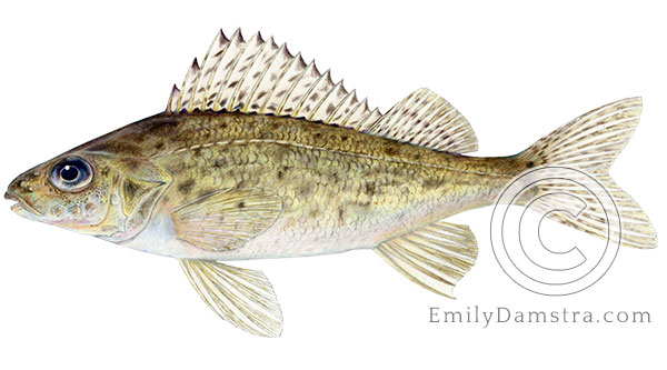 Ruffe Gymnocephalus cernuus illustration