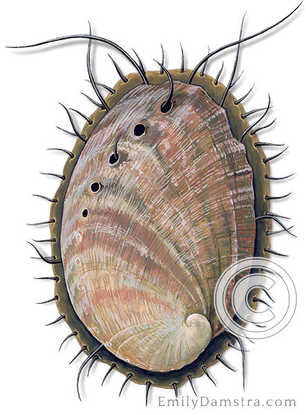 Red abalone illustration Haliotis rufescens