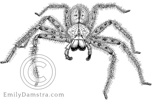 Illustration of David Bowie's spider Heteropoda davidbowie