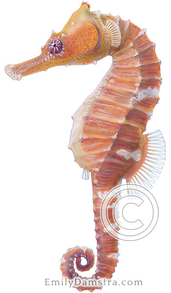 Lined Seahorse Hippocampus erectus illustration