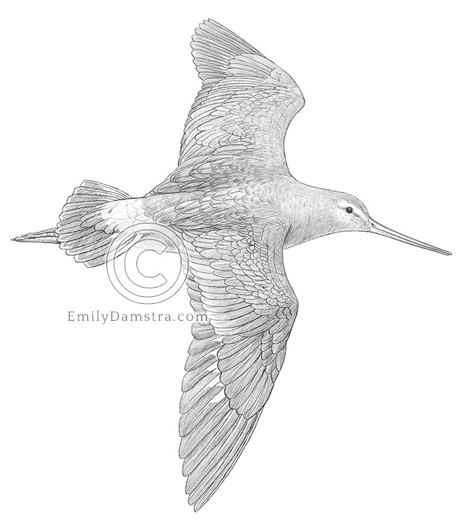 Grayscale Illustration of a Hudsonian godwit in flight