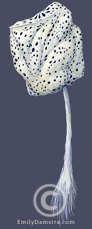 Hyalonema sieboldi illustration