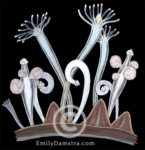 Hydractinia echinata illustration