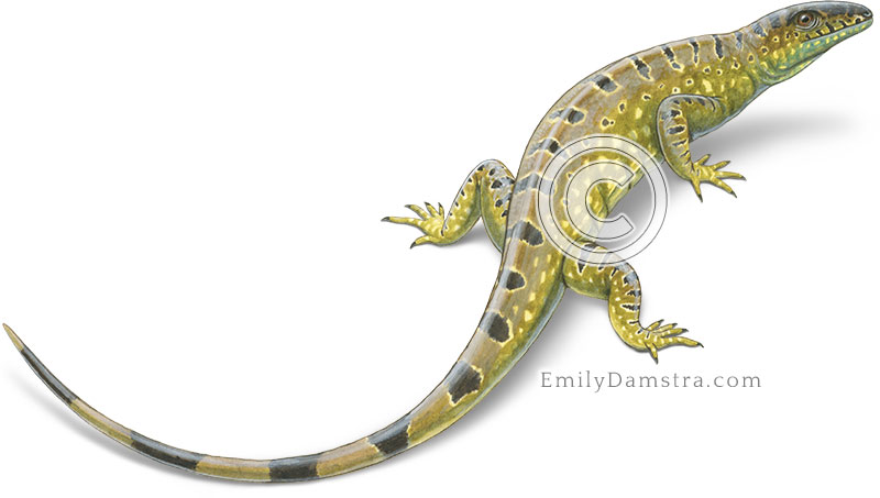 Late Carboniferous reptile illustration Hylonomus lyelli