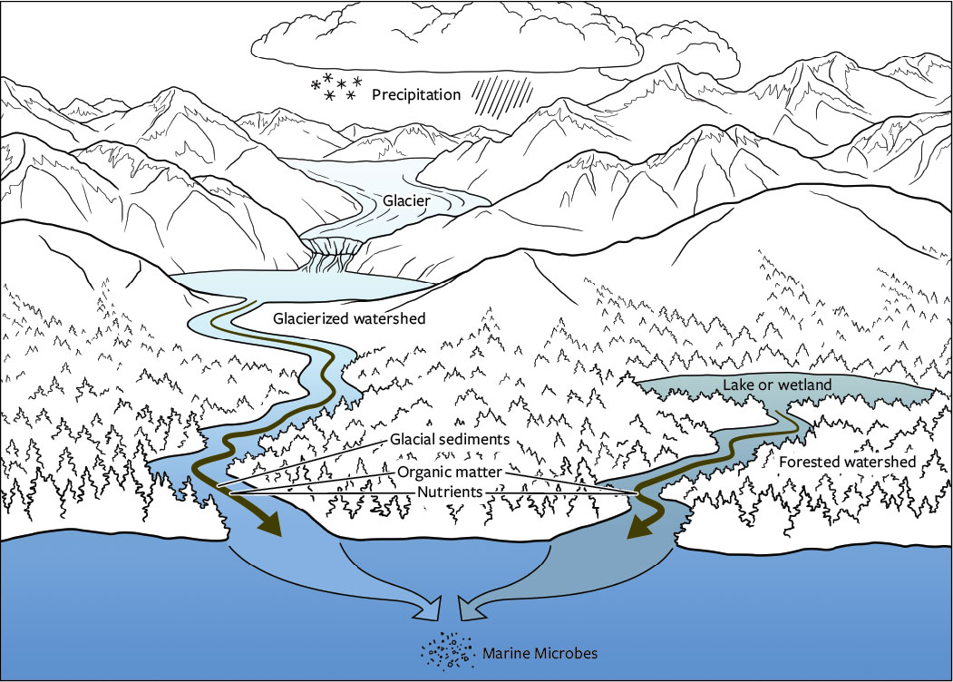 Diagram showing water and nutrient flow from icefield to ocean